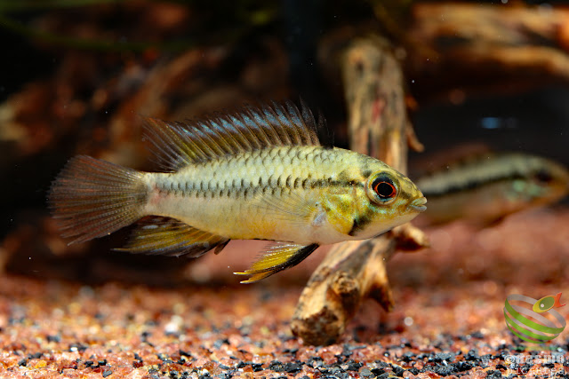 F1, Apistogramma sp. pacman