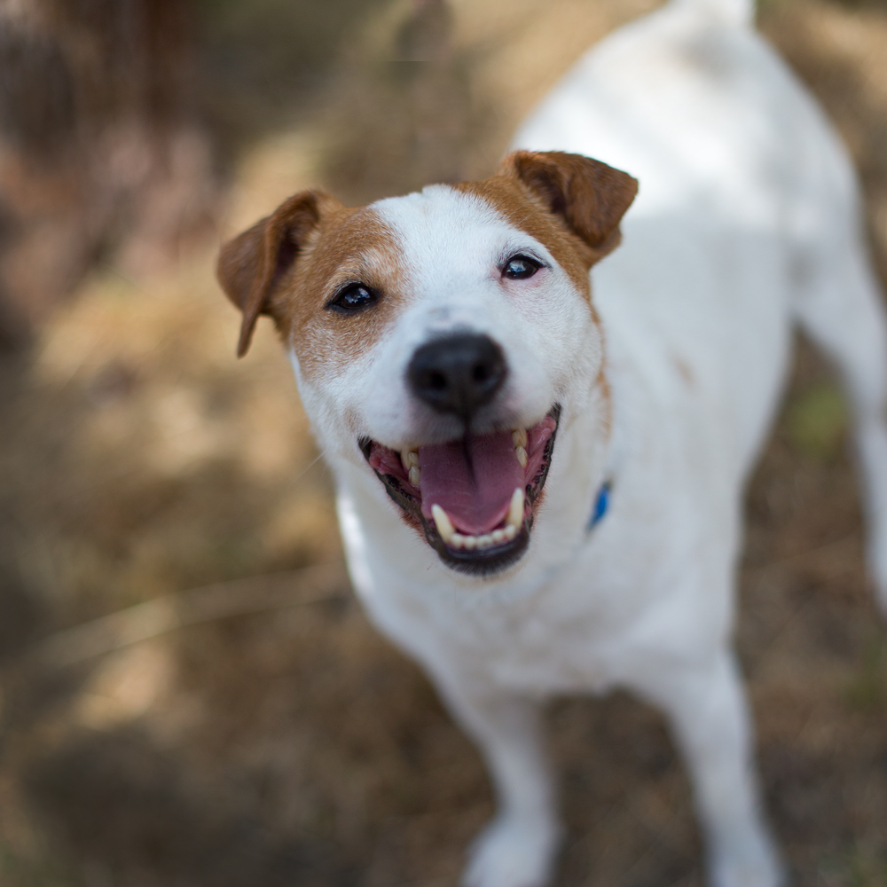 Shelter Dogs of Portland "WISHBONE" fun Jack Russell Terrier