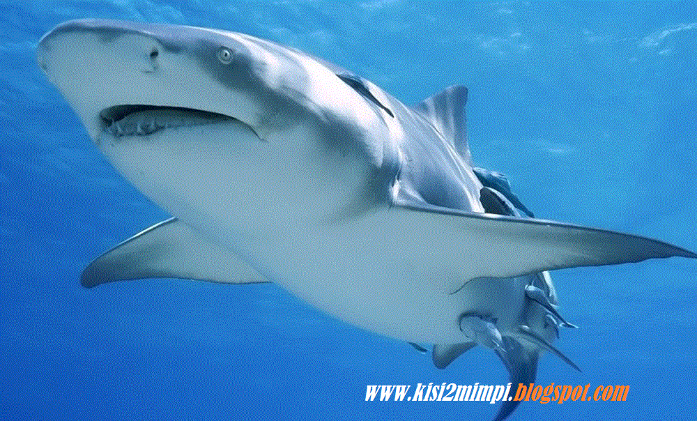 Mimpi Ikan Paus Arti Mimpi Melihat Iakn Paus