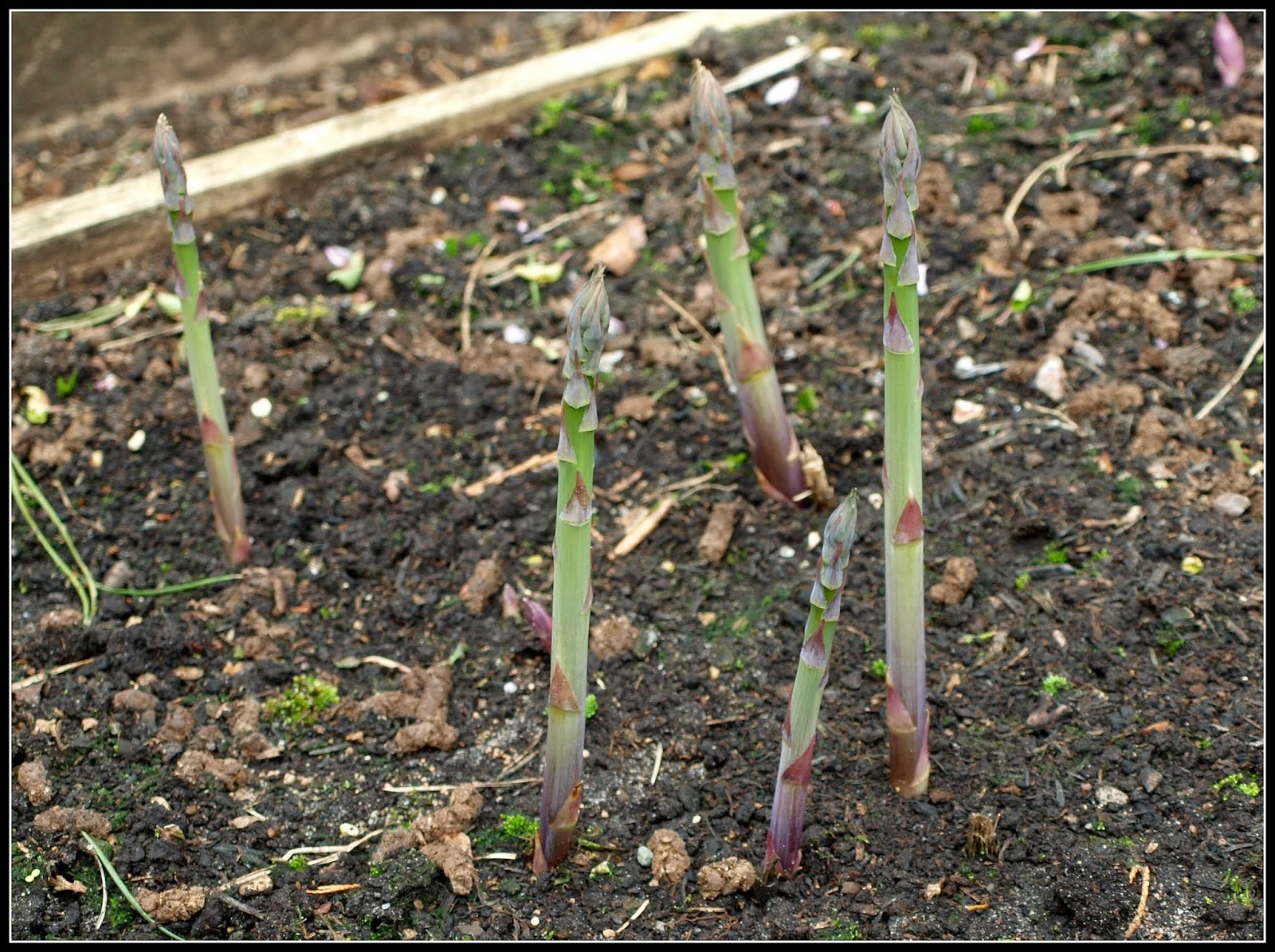 Mark's Veg Plot First Asparagus of the year