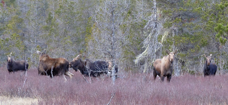 The Moose of Rink Creek Road