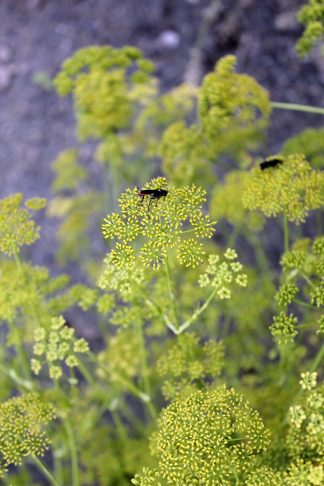 My Mountain Garden Gleanings Parsley Seeds