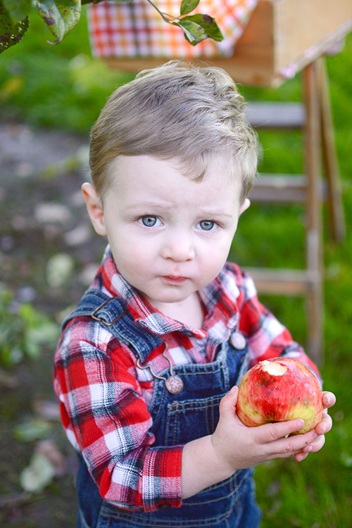 Apple picking | My Darling Days Apple picking | My Darling Days