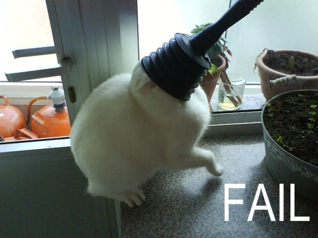 catplungerfail.jpg