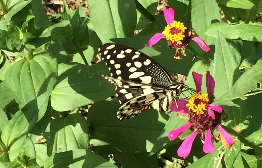 Joy Posadas Writes How To Grow A Butterfly Garden In The