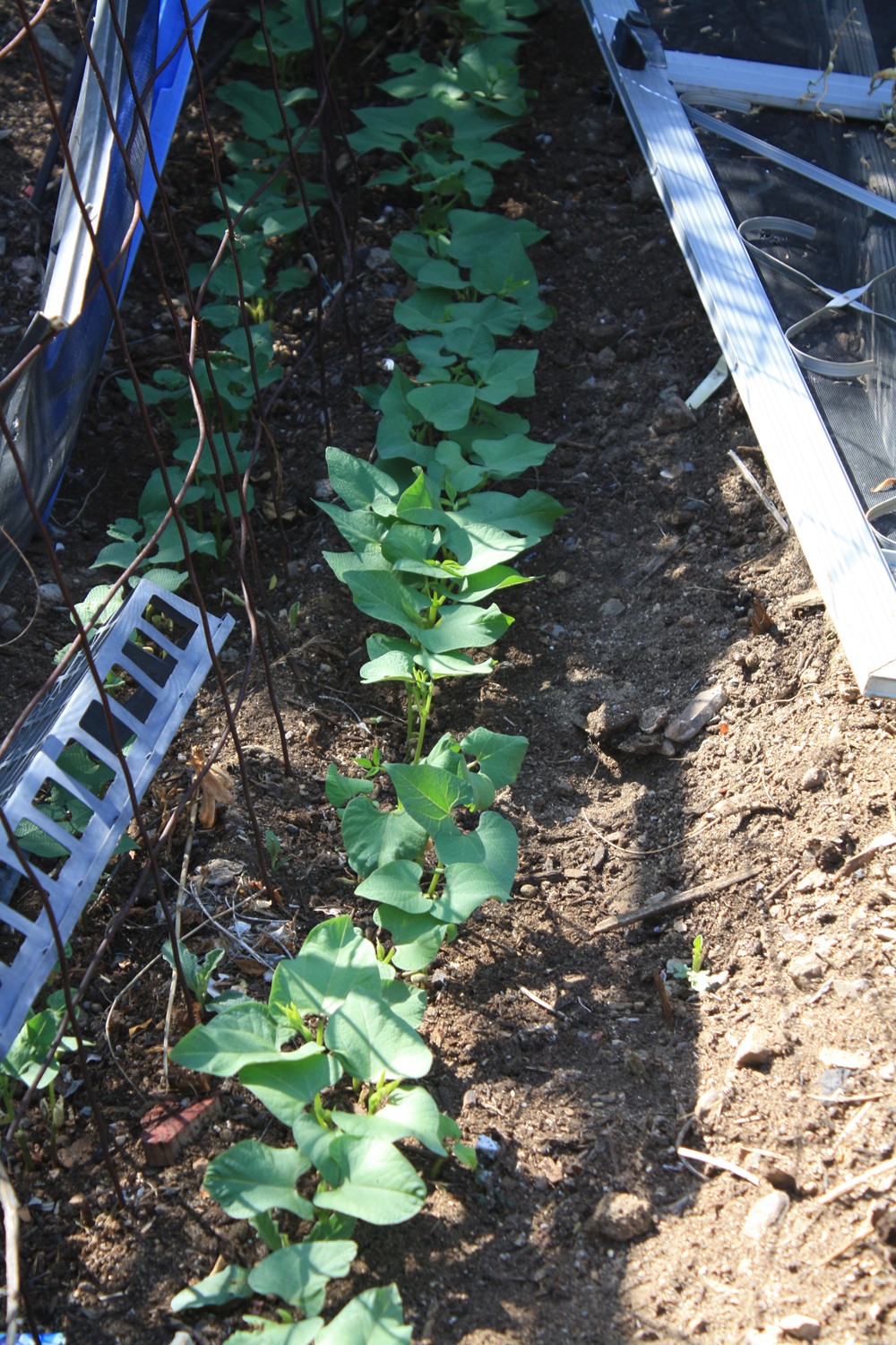 The Edible Garden The Beans are Growing & it's way too hot!
