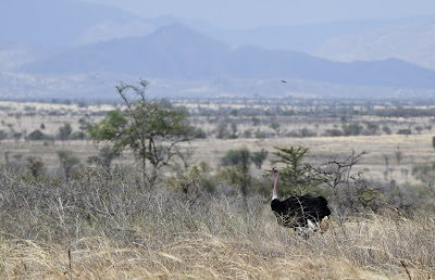 Common Ostrich, Struthio camelus