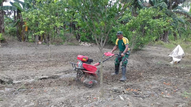   Satgas Yonif PR 328 Kostrad Bantu Mengolah Ladang Warga di Kampung Sanggaria