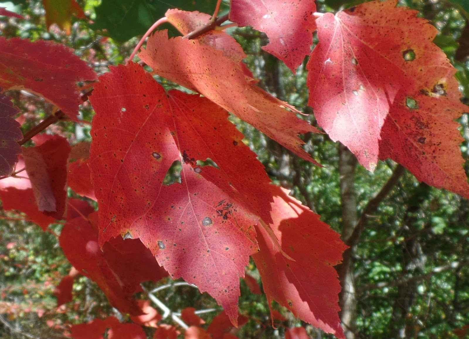 Blue Starr Gallery Crimson Red Maple