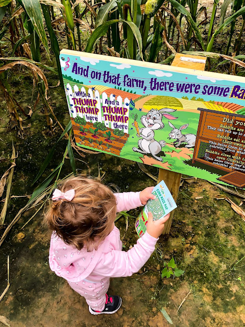 A little navigator exploring the children's corn maze at Blooms and Berries Farm. Image courtesy of Consistently Curious.