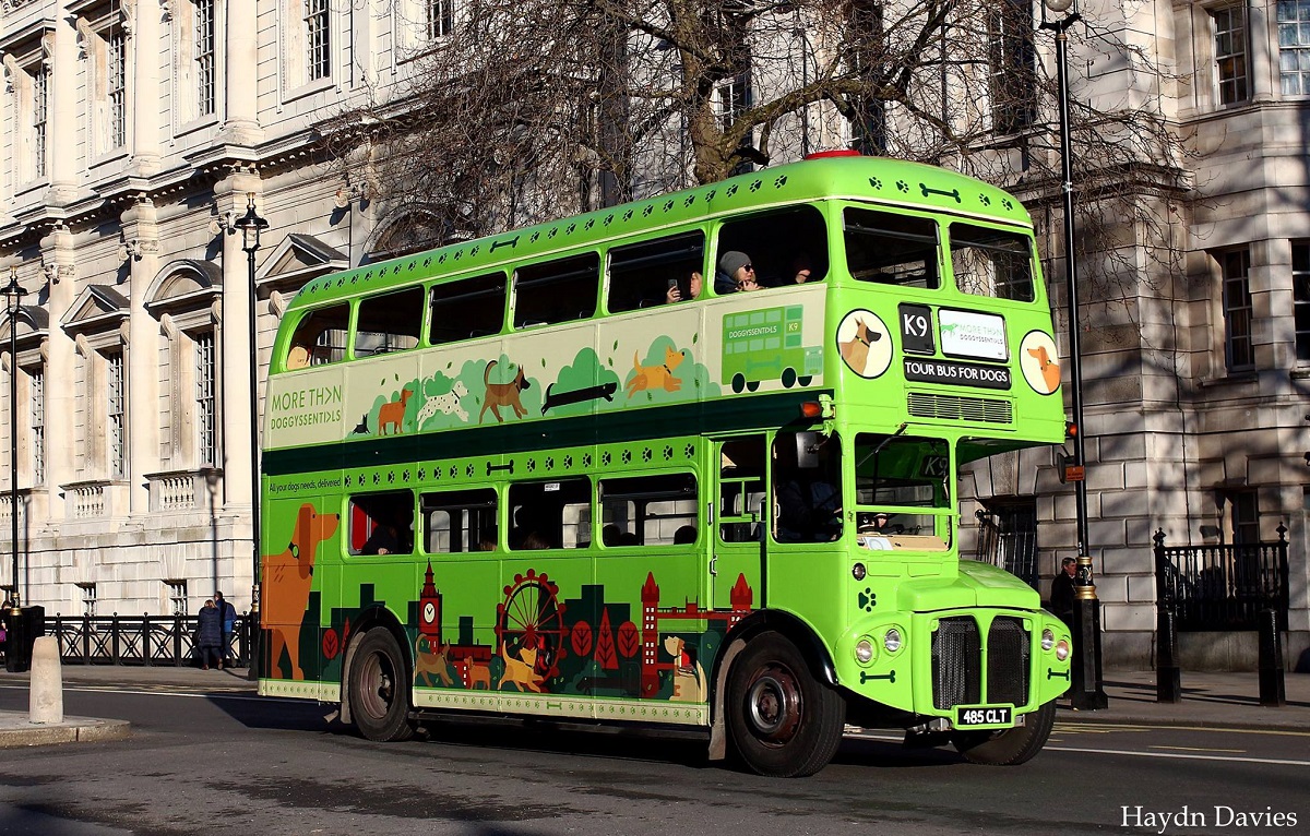 Are Dogs Allowed On City Buses