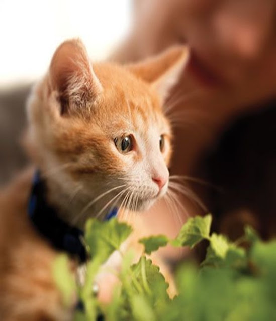 5 Ways To Make Living With A Cat Easier