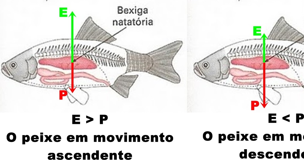 Cromo somos Bexiga natatória dos peixes Cromo somos Bexiga natatória dos peixes
