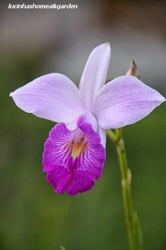 Jardim da Lucinha: Abril 2011