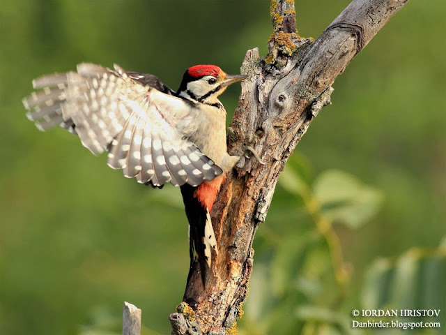 Great spotted Woodpecker photography in Bulgaria