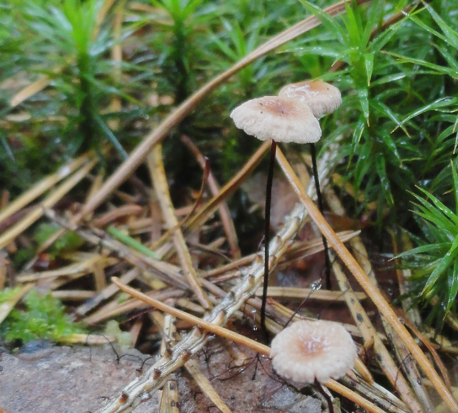 Weert en natuur: oktober 2016