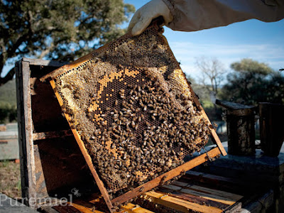 画像 蜂蜜 採取 269985-蜂蜜 採取 体験