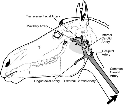 The cardiovascular system of animals, lymphatic system of animal