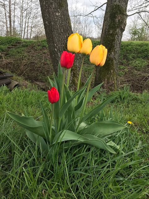 Tulpen (c) by Joachim Wenk Tulpen (c) by Joachim Wenk