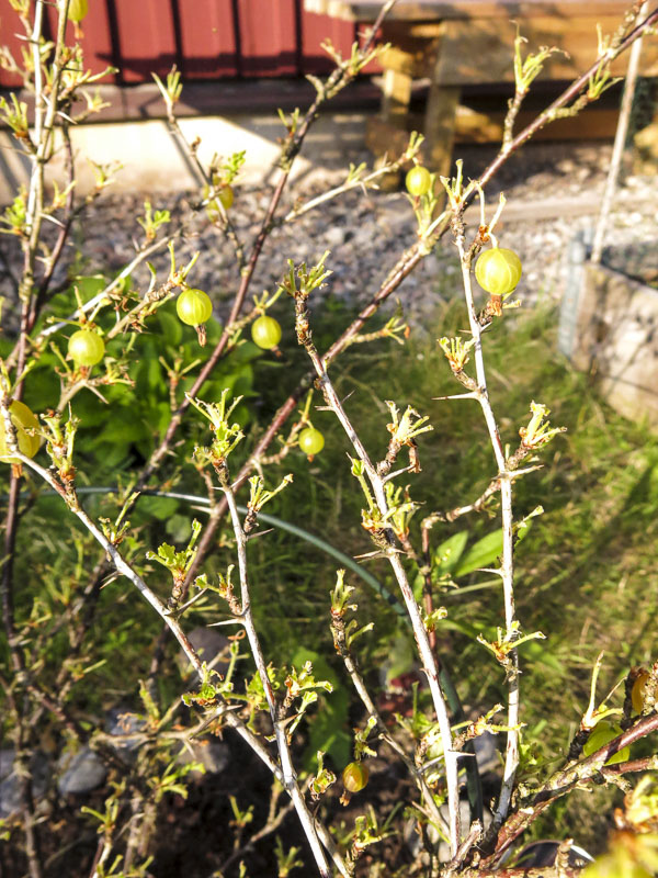 krusbär, gooseberries krusbär, gooseberries