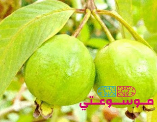 تفسيـر حلم الجـوافـة فى المنام بالتفصيل تفسيـر حلم الجـوافـة فى المنام بالتفصيل
