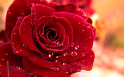 roses backgrounds rose