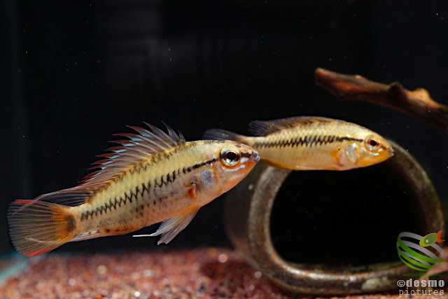 F1 Apistogramma viejita / Rio Guarrojo, Colombia