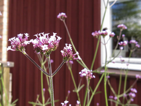 jätteverbena, giantverbena jätteverbena, giantverbena