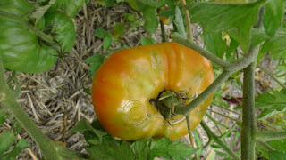 Plant de Tomate Allemande Dorée