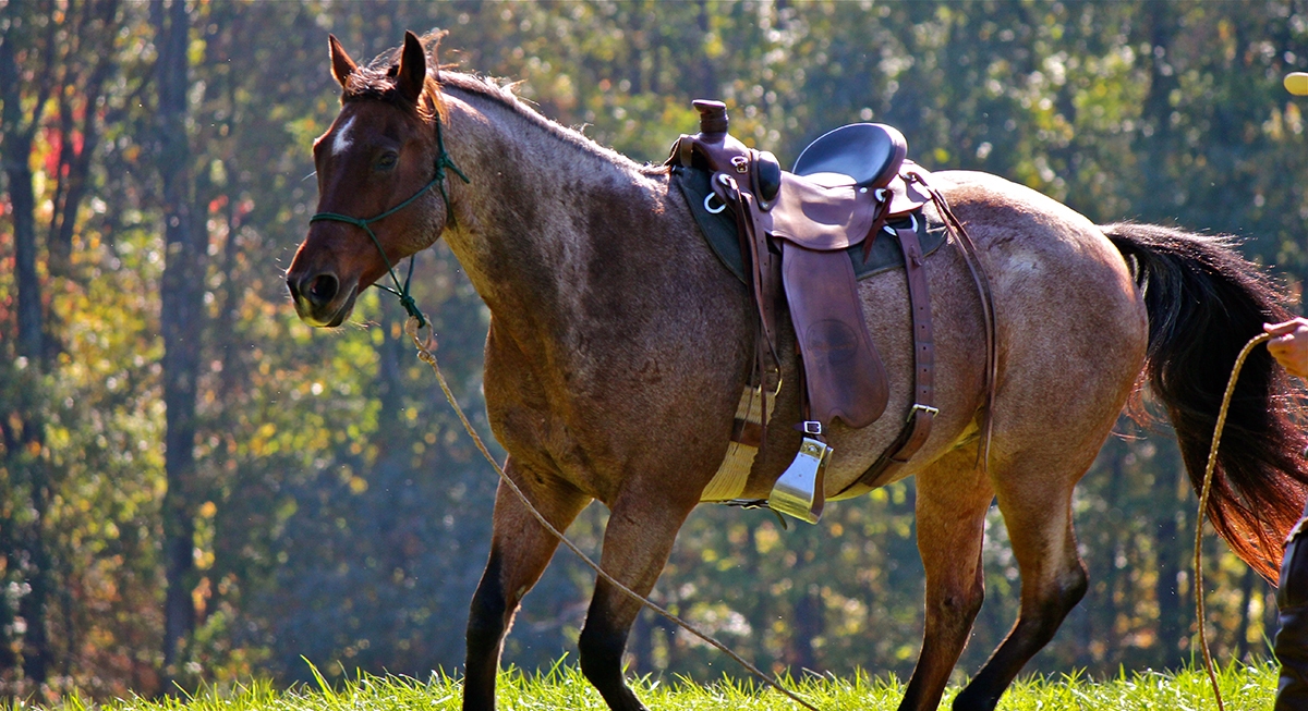 Just Horses Cooler Horsemanship Trail Riding Clinic
