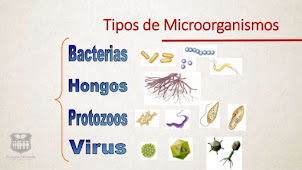 microorganiasmo