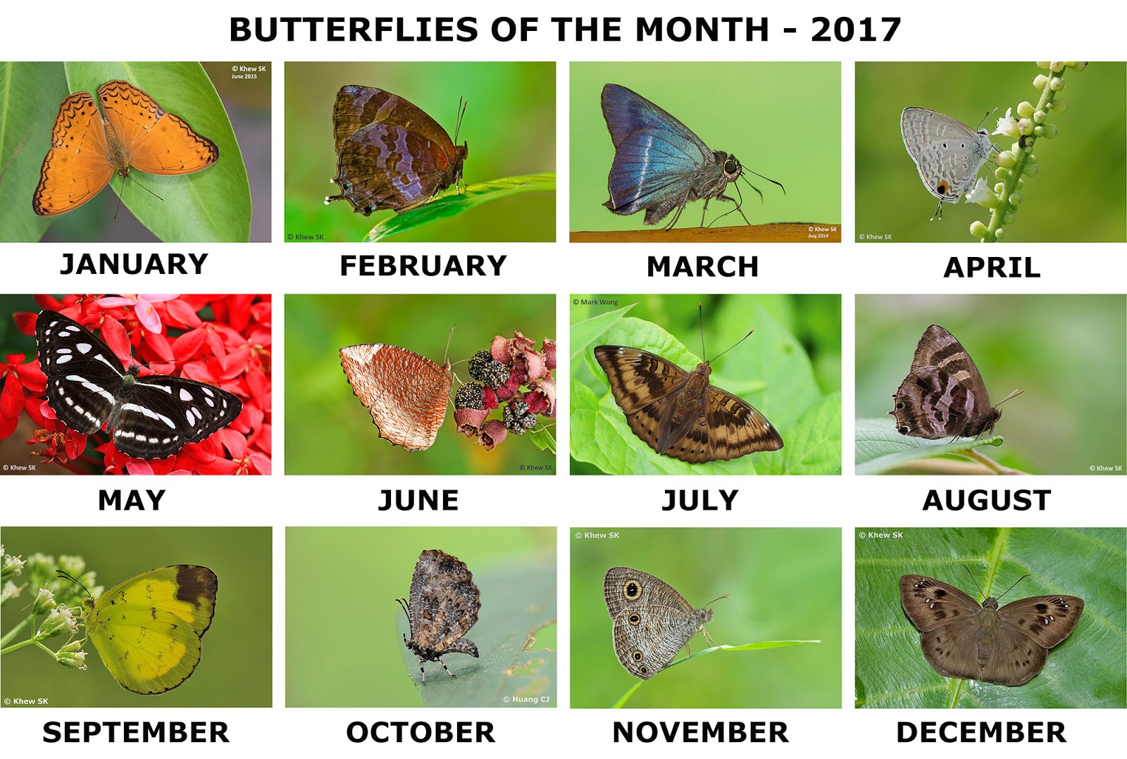 Butterflies of Singapore: 2017 - Looking Back