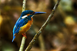 kingfisher common paradise birds malaysia asia