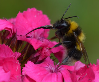 Hummel, bumblebee, hommel, grerëz, bumbar, humlebi, kimalainen Insekten, insekte, insektet, intsektuak, insekti, Насекоми, insekter, insects, Putukad, Hyönteiset, insectes, έντομα, serangga, feithidí, skordýr, insetti,