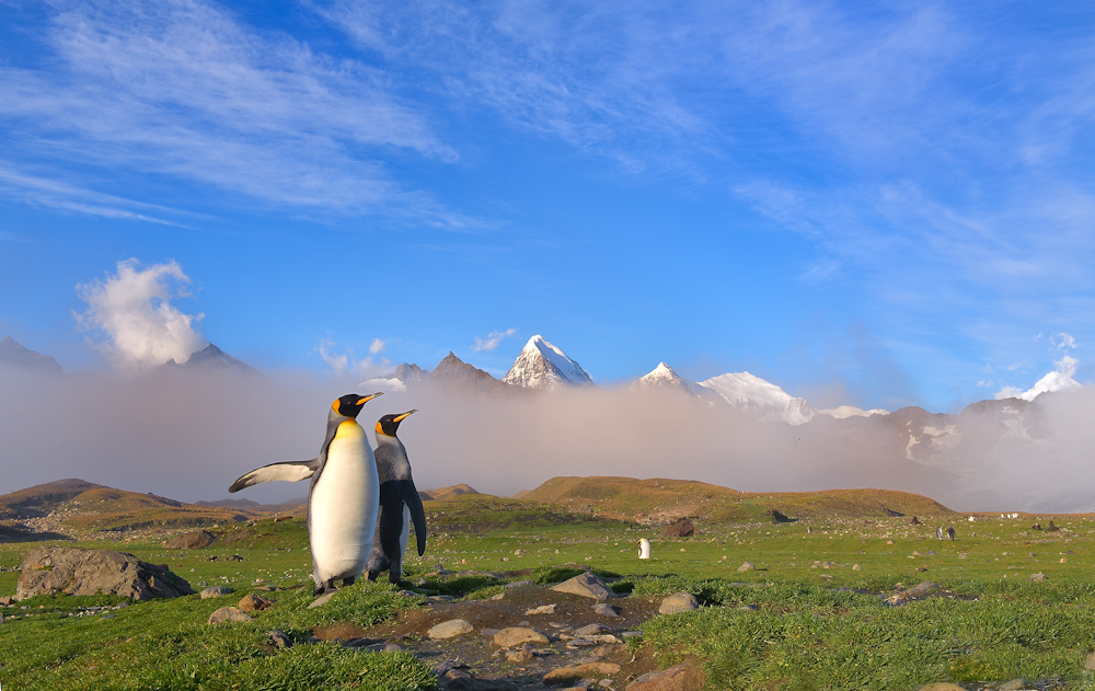 Banco de Imágenes Gratis Hábitat natural de los pingüinos (8 fotos lindas)