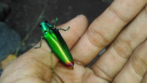 Amalan Pengisi Samber Lilin Pelet Ampuh Jitu