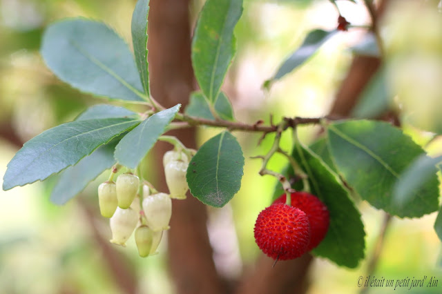 arbutus unedo arbousier arbre aux fraises