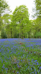 Bluebells in Roeburndale