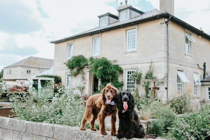 37 Excited Dog Friendly Places To Stay In Wiltshire Picture 4K Uk 