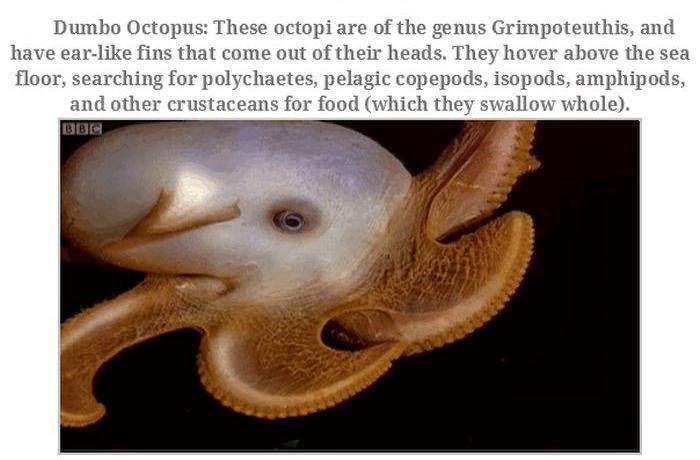 Weird animals (20 pics), strange animal pictures, dumbo octopus