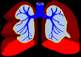 Picture of animated lungs. Picture of animated lungs.