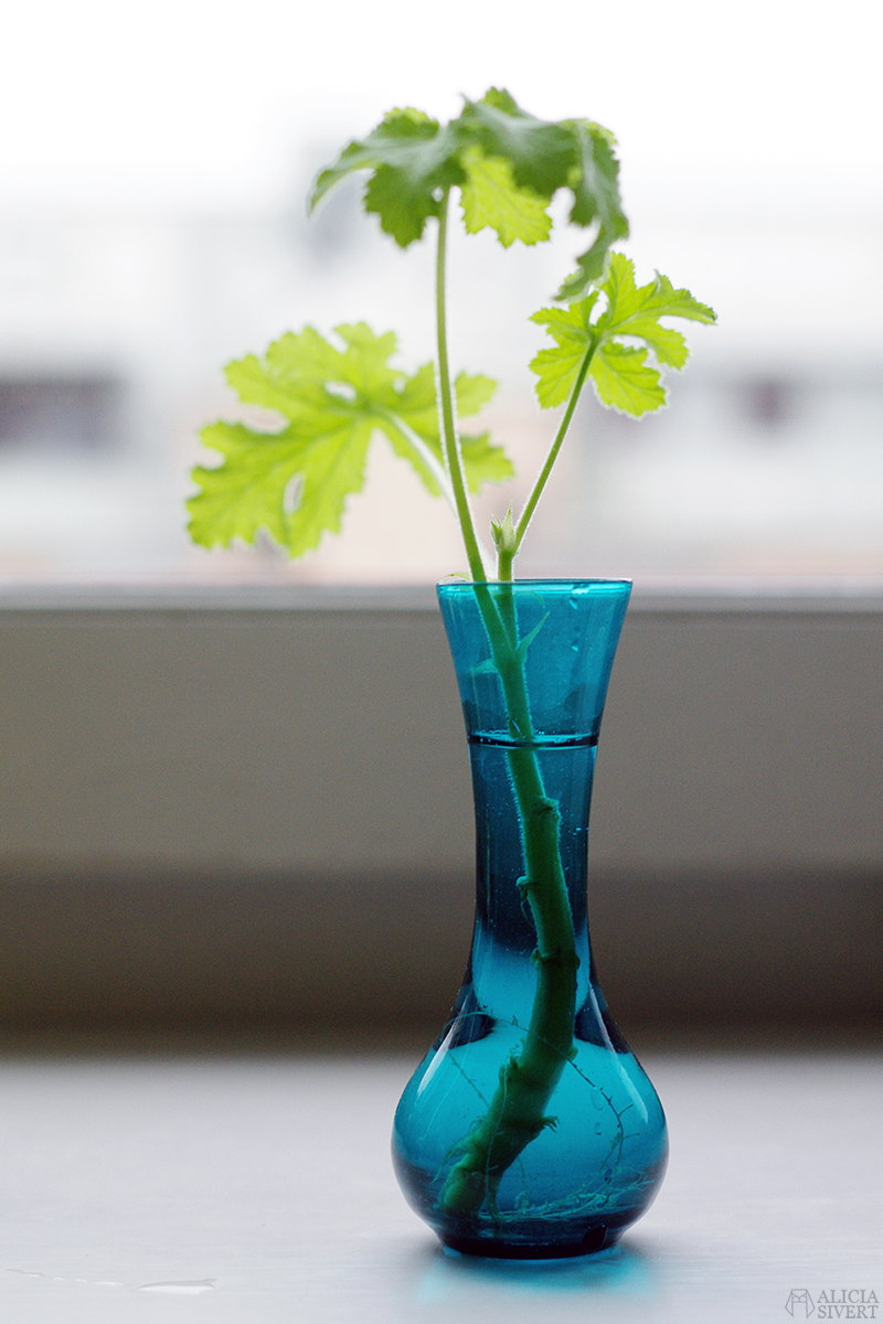 Geranium cutting, photo by Alicia Sivertsson.