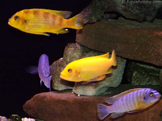 Mbuna Malawi Cichlids Mbuna Malawi Cichlids