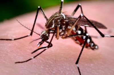 Mata Grande e  Arapiraca estão com epidemia de dengue