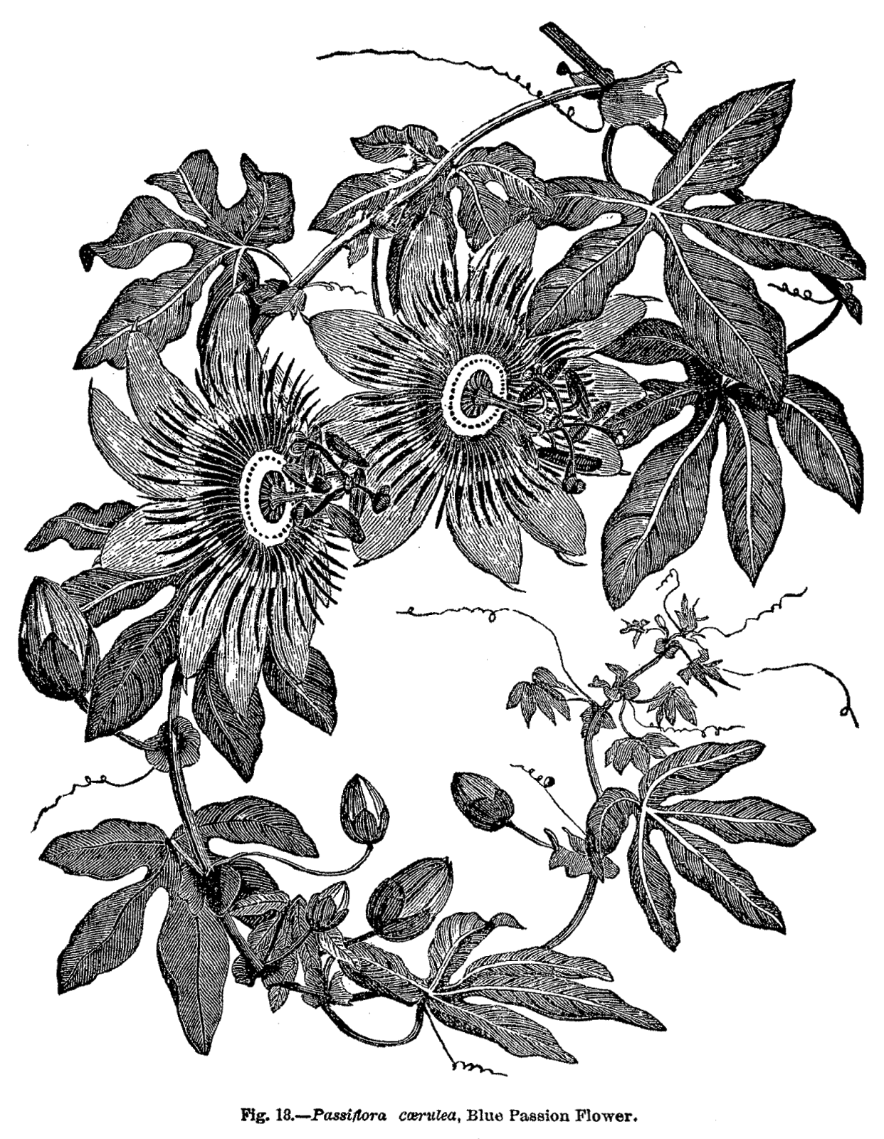 Digital Stamp Design Vintage Botanical Art Print Passion Flower