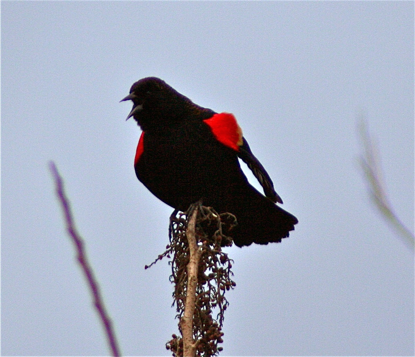 North Carolina Photographic Big Year 2016 Local Birds (15Feb2014)