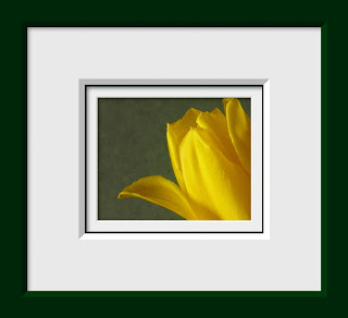 A close up of yellow tulip done in a vintage style on a textured sage background.