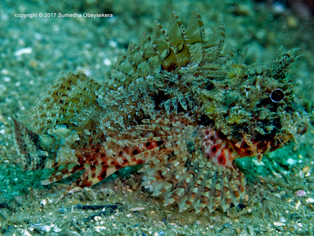 The Pearly Gates: [UW Photo A089] Red Rock Cod