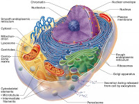 Cell Diagram Labeled Cell Diagram Labeled
