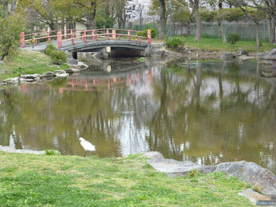 コサギ コサギ